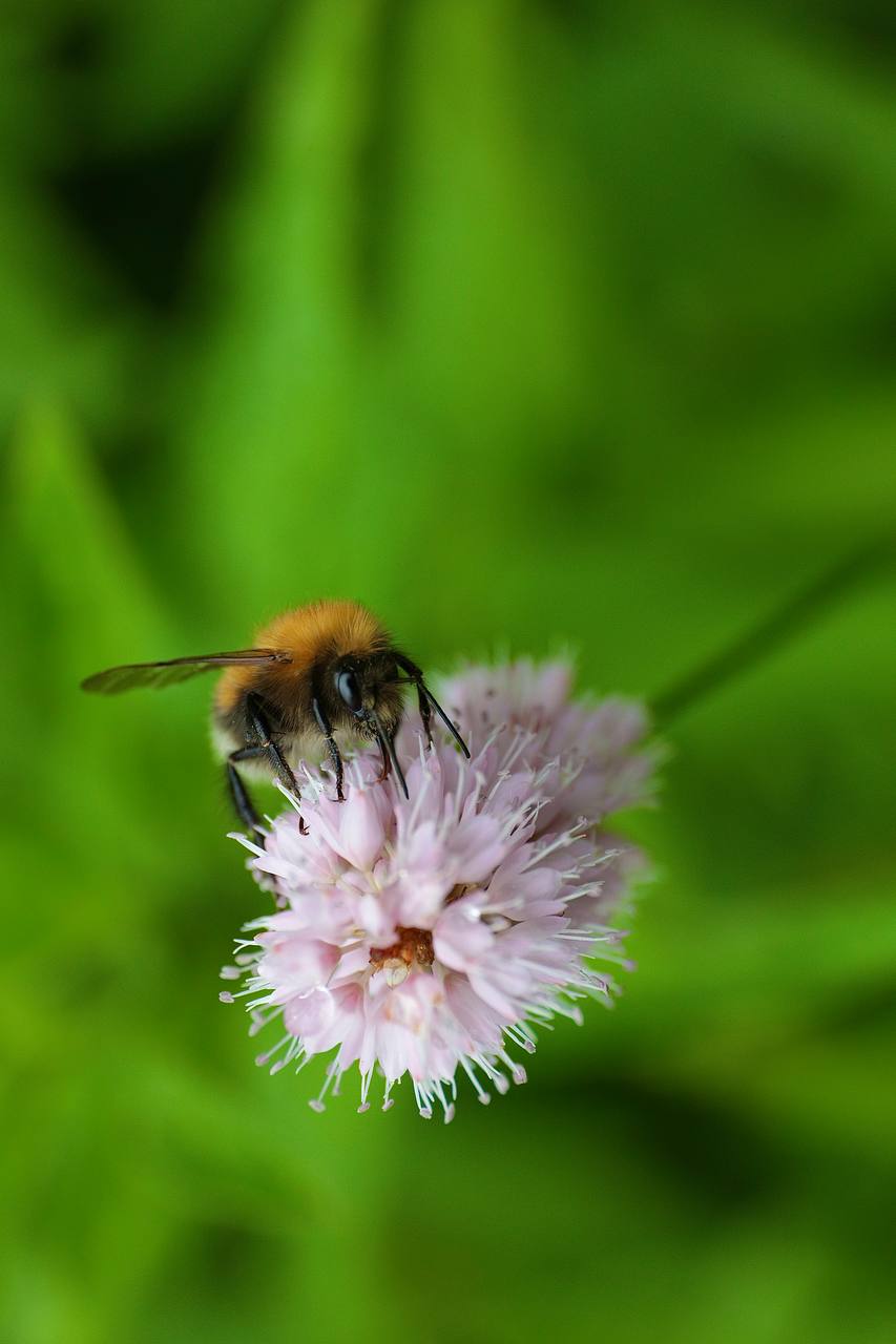 Und jetzt: Nektar schlabbern!