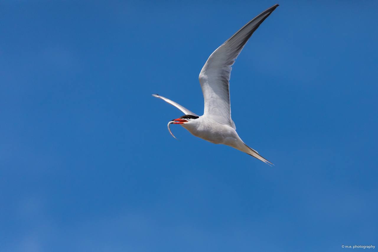 . . . und mit der Beute abhauen!