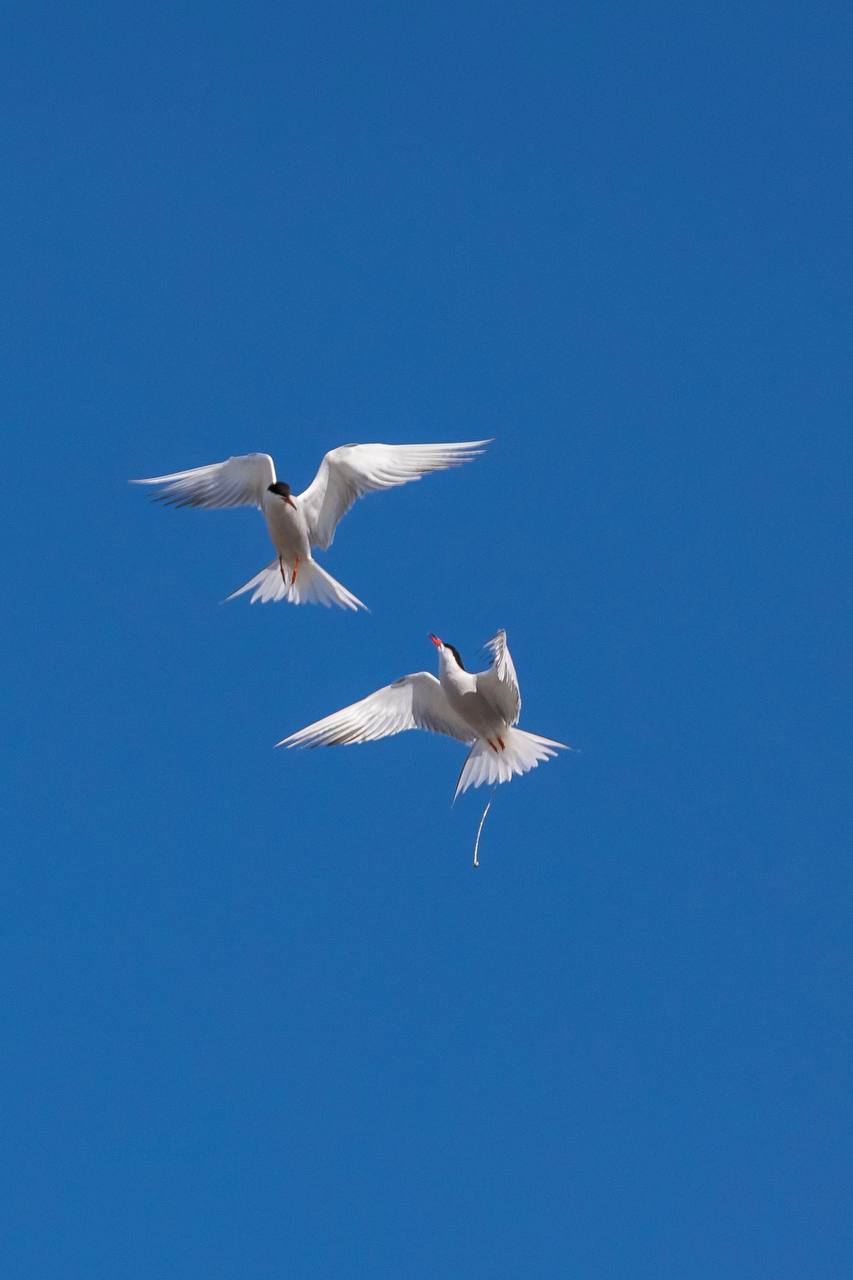 . . . Konkurrenz abwehren!